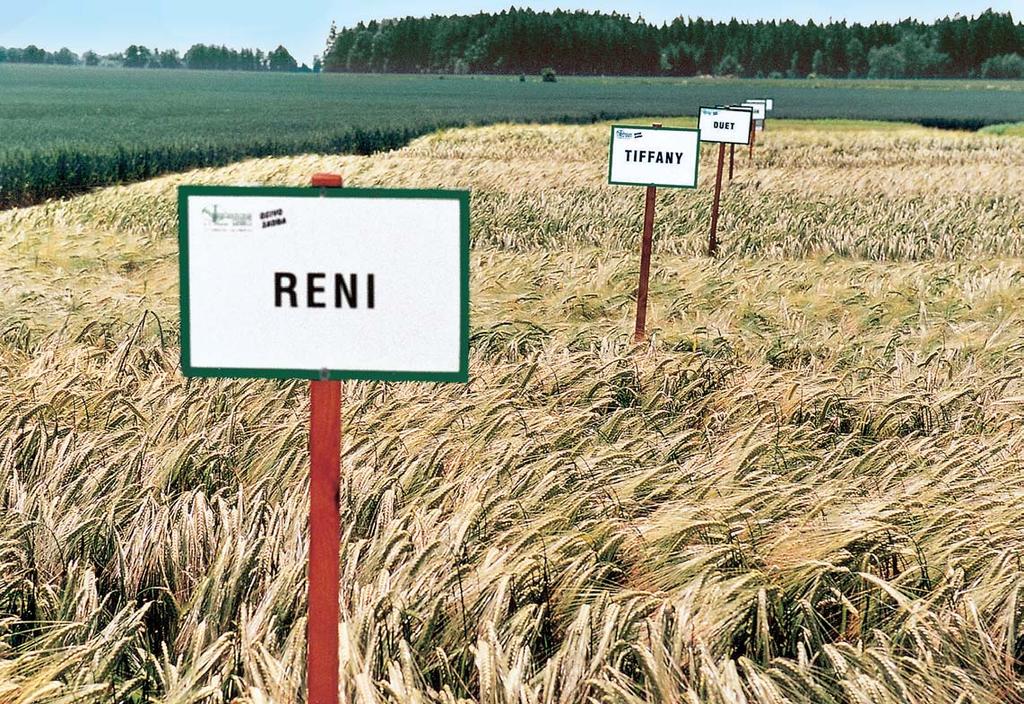 Merlot majitel Nordsaat Saatzucht Böhnshausen, Německo polopozdní šestiřadá odrůda s dlouhým stéblem a zároveň výbornou odolností proti poléhání odolnost proti vyzimování vyhovující, střední odolnost