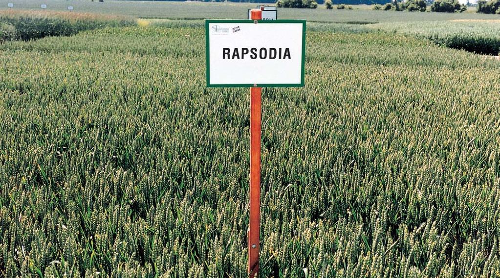 Apache majitel Nickerson S.A., Chartainvilliers, Francie poloraná nižší odrůda s velmi dobrou odolností k poléhání odolnost vyzimování nižší zrno střední, objemová hmotnost vysoká pekařská jakost v