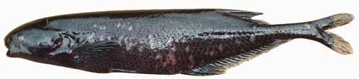 Podoně je rozdíl v počtu druhů v dlším důležitém ichtyologickém informčním zdroji Ctlog of Fishes (www.clcdemy.org/scientists/projects/ctlog-offishes).