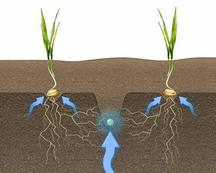 Hnojivo na správném místě Hnojivo se umísťuje v rozteči 250 mm mezi každý druhý řádek osiva. To znamená, že je hnojivo ukládáno 6,25 cm od jednotlivých řádků osiva.
