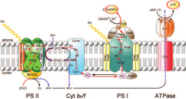 Fotosyntéza 4 multiproteinové komplexy 3 mobilní přenašeče Fotosystém II Cytochrom b 6 /f Fotosystém I