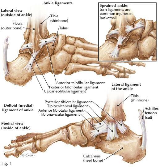 PŘÍLOHA 1: VAZIVOVÝ APARÁT HLEZNA Obrázek 2: Ligamenta hlezna