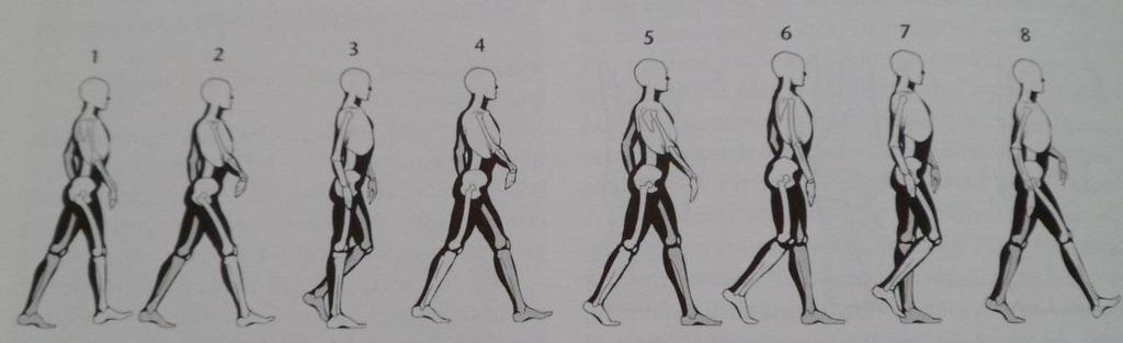 nohy 3 = střed stojné fáze 4 = odvinutí paty 5 = odraz palce 6 = zrychlení