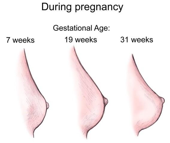 2.3 Změny v muskuloskeletálním systému Těhotenství mění celý mateřský organismus, který se následné musí přizpůsobit výjimečné situaci.