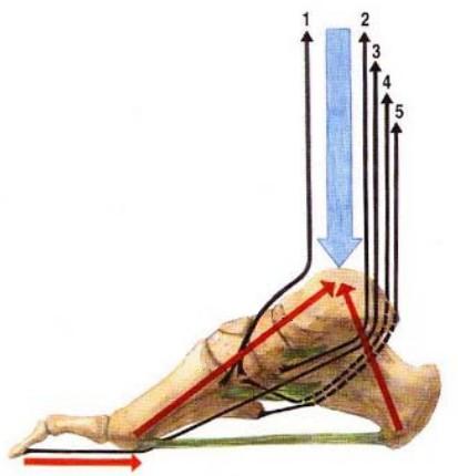 Obrázek 3: Mechanismy udržující klenbu nohy (Čihák,1987): Modře - síla (tíha) působící na klenbu nohy, Červeně - Výslednice tahu bércových svalů, Zeleně - Ligamenta udržující klenby, Černě - směry