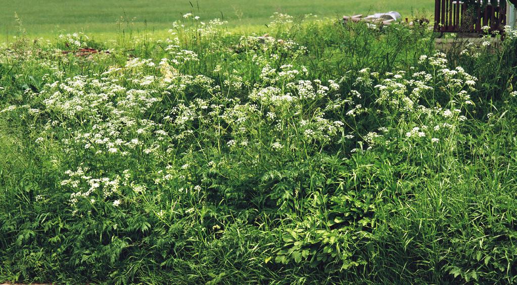 Aegopodion podagrariae Odplevelení zarostlých ploch je většinou velmi obtížné. V porostech této asociace se nevyskytují ohrožené druhy. Summary. This community is dominated by Aegopodium podagraria.