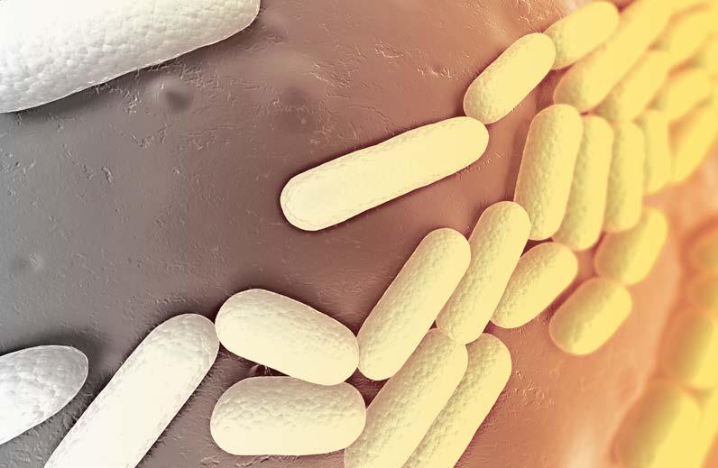 Bordetella pertussis Bordetella parapertussis Imunoenzymatické soupravy a aglutinační komponenty k diagnostice pertuse a parapertuse ELISA a IMUNOBLOT soupravy jsou určeny ke stanovení