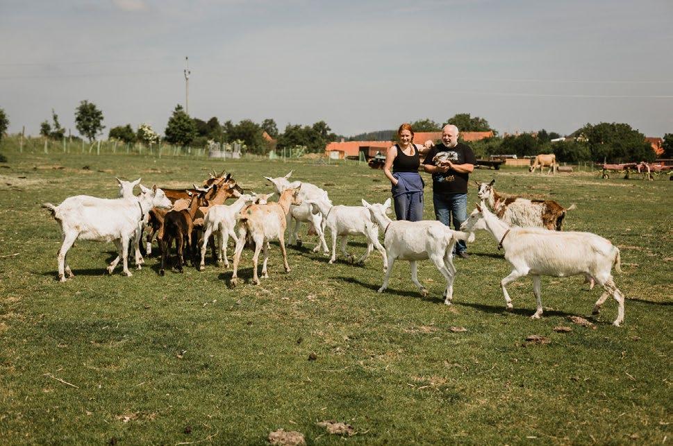 Ovečky už taky nemáme, protože potřebujeme každé stéblo trávy pro dojená zvířata.