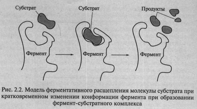 Сурет 7. Ферменттер əсерінің механизімі Ферментативтік реакцияның бірінші сатысында фермент жəне субстрат ковалентті немесе басқадай байланыспен байланысқан қосылыс түзіледі.