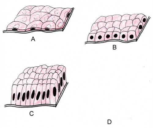 1) Epitely - pokrývají povrchy (těla a orgánů) nebo vystýlají