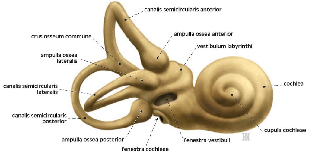 Anatomie vnitřního ucha - 17 - Perilymfatický prostor je se subarachnoidálním prostorem na spodní ploše skalní kosti spojen úzkým kanálkem (aqueductus cochleae) vycházejícím ze začátku hlemýždě.