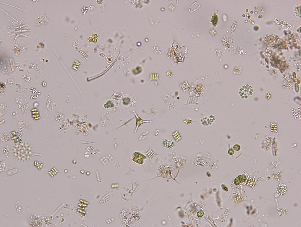 2) na úrovni krátkodobé stability - generační doba se pohybuje ve dnech hodnocení planktonu, Riplovský způsob hodnocení - hodnocení poměru velikosti biomasy (fytoplanktonu) a oscilace jeho