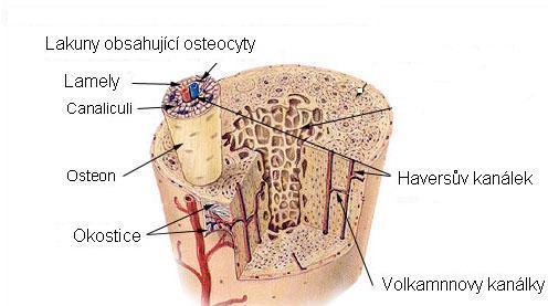 Obr. č. 1 Stavba kosti 2.1.3. vývoj a růst kostí Kost se tvoří procesem zvaným osifikace. Osifikační děj je složitý.
