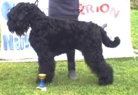 CAC CH. AURORA BORYSOWA ZGRAJA nar. 15.2.