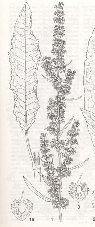 crispi, Alopecurion, Cnidion venosi R.