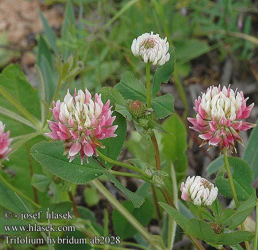 Trifolium hybridum