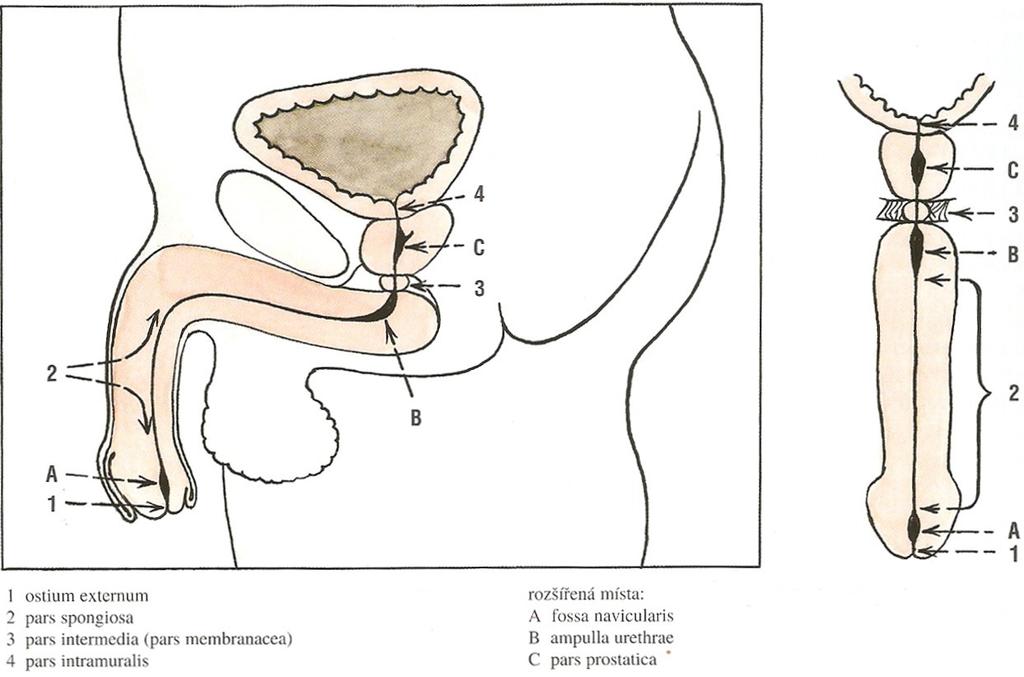 2 ANATOMIE SYSTEMA ORGANII MASKULINA Pro pochopení postupů v radioterapii je nutné znát anatomii, histologii a funkci orgánu. Pohlavní orgány muže se dělí anatomicky na vnitřní a vnější.
