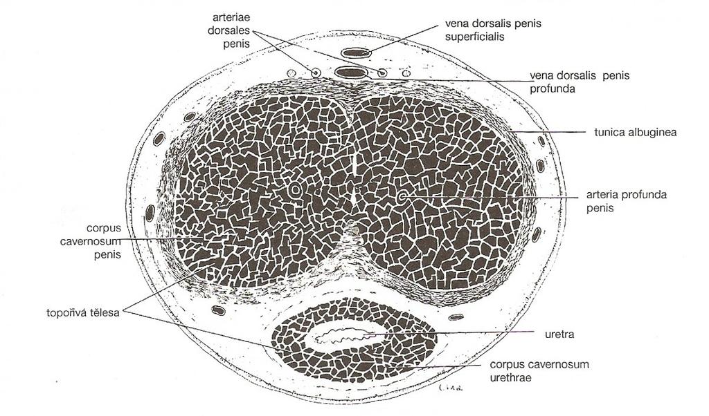 Obrázek 3 nákres příčného průřezu penisem. (Překresleno a reprodukováno se svolením z Leeson TS, Leeson CR: Histology, 2. ed. Saunders, 1970). [7 s. 417] 3.
