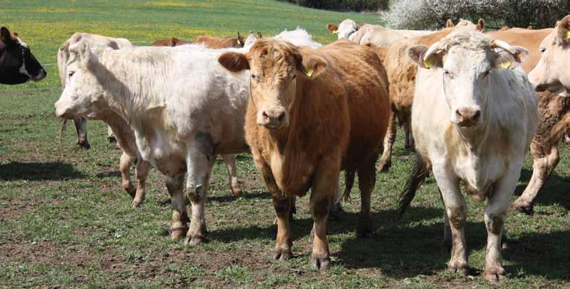 Pomocí plně automatického Stroje na čištění krav CowCleaner Duo se skot čistí rád, dobrovolně a zcela samostatně.