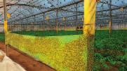Amarillo Žlutý nevysychavý lep k odchytu létavého hmyzu syntetické elastomery 35%; syntetické pryskyřice 20% Odborná literatura Lapače k signalizaci Ozelenění Smáčedla Listové a půdní Hnojiva nebo