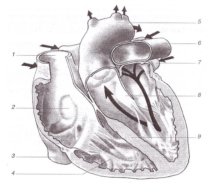 1 horní dutá žíla 2 dutina pravé síně 3 dolní dutá žíla 4 úpony šlašinek na výběžky 5 aortální oblouk 6 - levá strana plicního kmene 7 levá plicní žíla 8 - mitrální chlopeň 9 septum mezi komorami