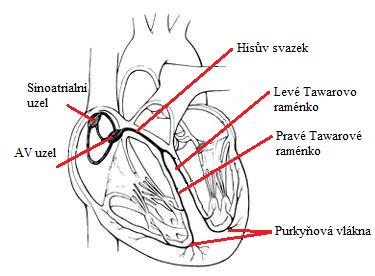 K tomuto rytmickému smršťování slouží tvorba vzruchu v uzlíku, který se šíří se zpožděním dále srdcem. Celek, který se stará o elektrické dráždění srdce se nazývá převodní systém srdeční.