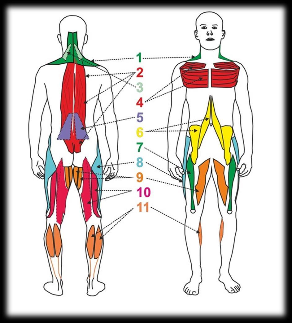SVALY POSTURÁLNÍ (TONICKÉ) zadní strana krku (extenzory krku) hrudník (prsní svaly, horní vlákna trapézového svalu, zvihače lopatky) zadní dolní část zad (bederní část vzpřimovače, čtyřhranný sval