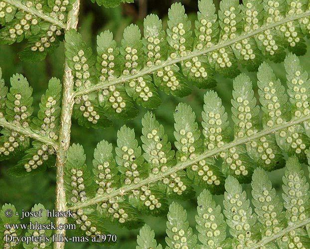 Dryopteris