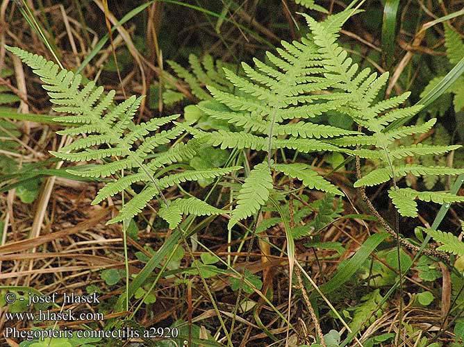 Phegopteris connectilis (bukovinec osladičovitý) - listy jednotlivé, čepel trojúhelníkovitá, 1x zpeřená - nejnižší