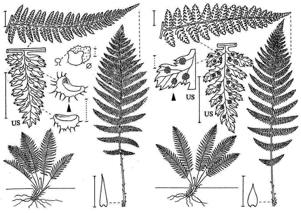 Athyrium -papratka čepel jemná, 3-4x zpeřená, 2 páskovité cévní svazky (vs.