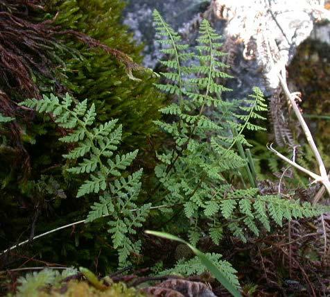 Cystopteris fragilis (puchýřník křehký) - listy