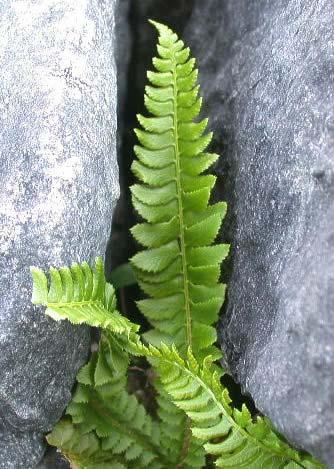 Polystichum - kapradina lístky na bázi nesouměrné Polystichum lonchitis kapradina hrálovitá - listy 1x zpeřené, krátce