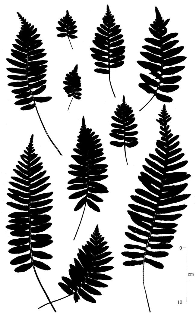 Polypodium