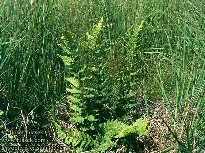 Dryopteris a podobní Dryopteris