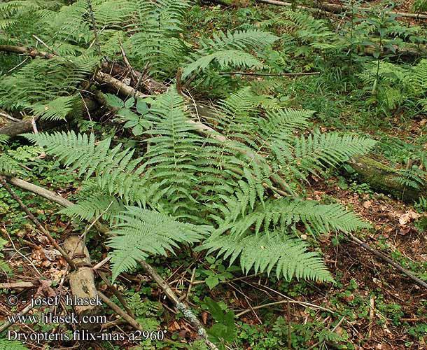 Dryopteris filix-mas hojný -