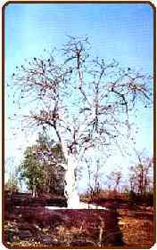 Malvaceae Sterculia