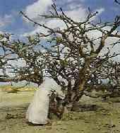 Burseraceae Commiphora