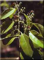 Santalaceae Santalum