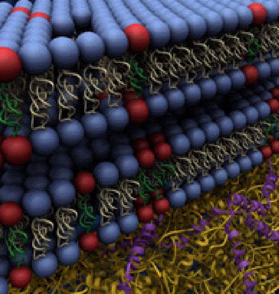 3. rganizované lipidy v mezibuněčném prostoru stratum corneum 3 sfingosin H H H (CH 2 )
