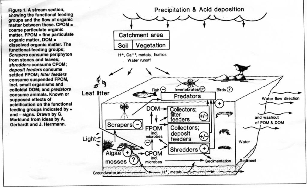 Acidifikace a