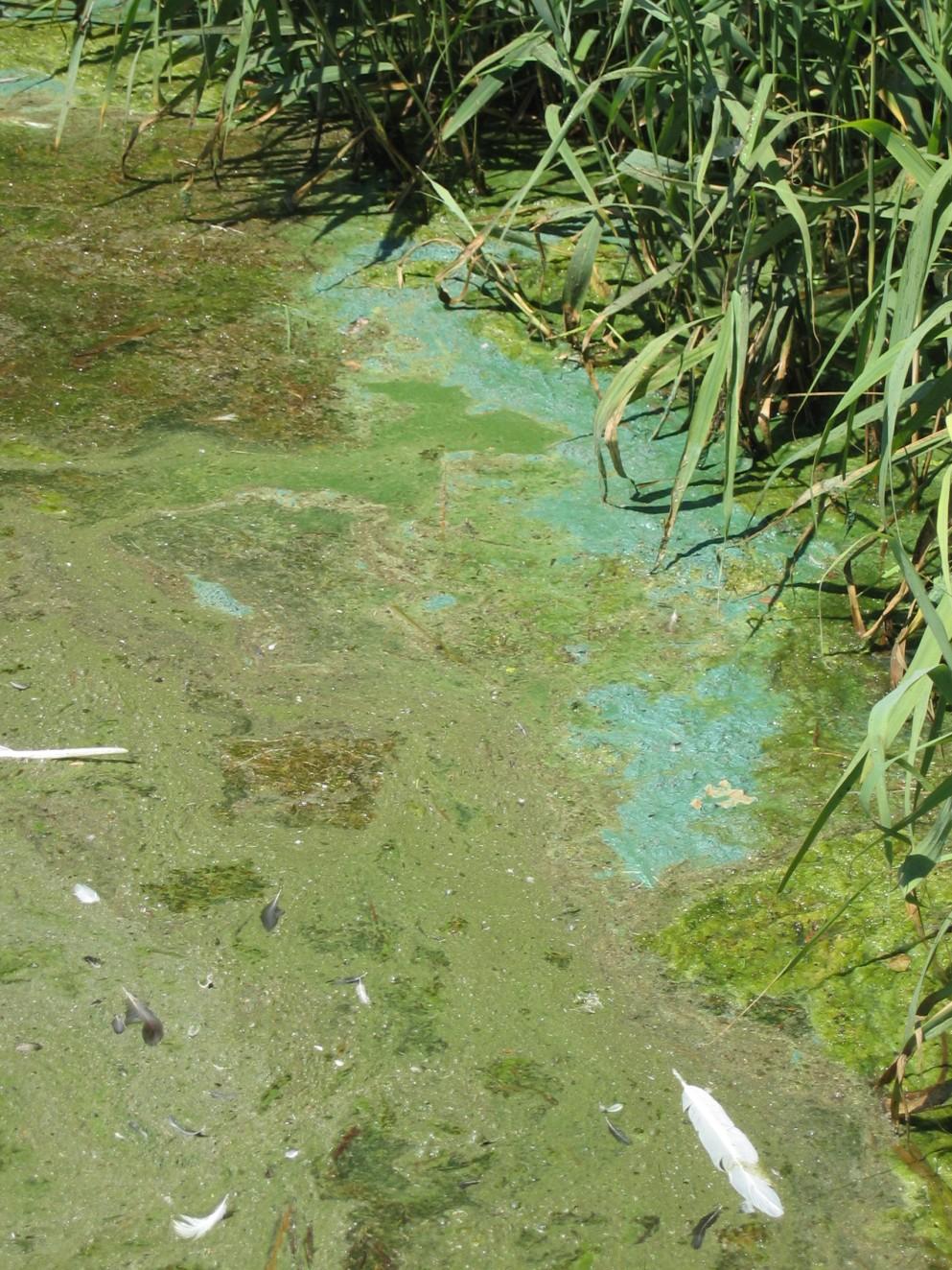 Rozklad biomasy cyanobakterií vyplavených na břeh v období