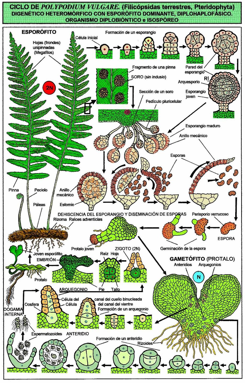 podtřída: Polypodiidae Polypodium vulgare (osladič obecný) - plazivý, větvený oddenek - listy (trofosporofyly) vyrůstají ve dvou řadách - sporangia sdružená ve výtrusnicové kupky (sory, sorus) na