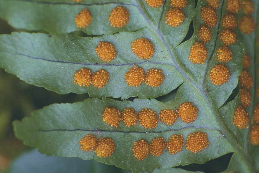 Polypodium vulgare (osladič obecný) http://home.hib.