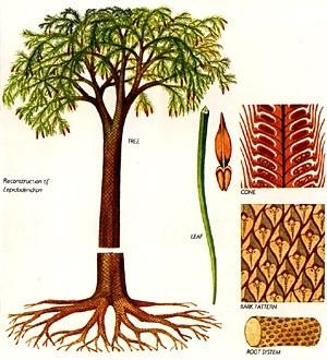 třída: Isoëtopsida (šídlatky) Lepidodendron - fosilní, stromovitý