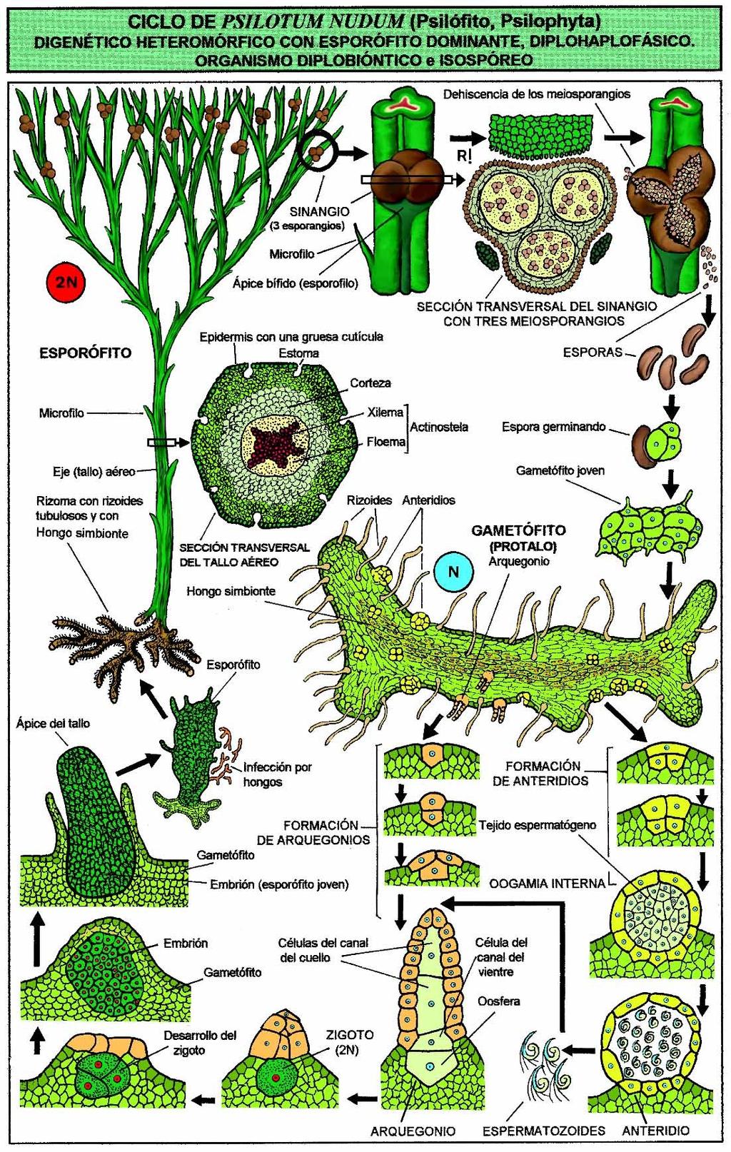 oddělení: Psilophyta (prutovky) - zelené výtrusné rostliny - v ontogenezi převládá sporofyt (2n) - tělo rostlinné (cormus) - stonek nečlánkovaný - převážně izosporické řád: Psilotales - Vidličnatě