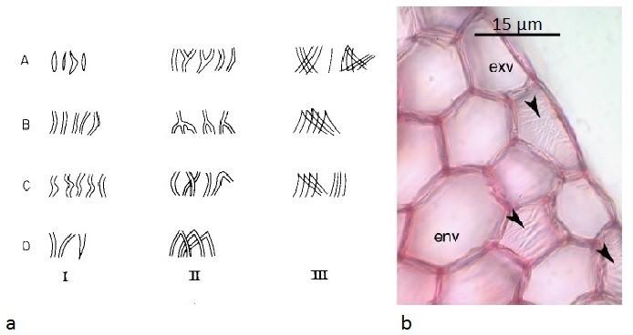 Obrázek 2: Typy textur sekundárního tloustnutí buněk velamenu epifytických orchidejí. a) Rozdělení typů textur sekundárních buněčných stěn velamenu afrických epifytických orchidejí.
