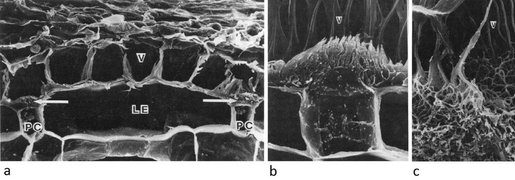Obrázek 4: Tilosomy v kořenech orchidejí. a) Radiální řez kořenem Sobralia decora, (V) - velamen, (LE) - dlouhá exodermální buňka, (PC) - průchozí buňka, (C) - primární kůra.