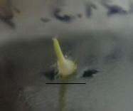 ,,prýtová fáze vývoje embrya měřítko představuje 0,5 cm Obr. 6.