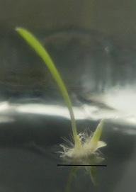 : Dactylorhiza fuchsii, 17 týdnů kultivace ve tmě na Malmgren Terrestrial Orchids medium; 5.