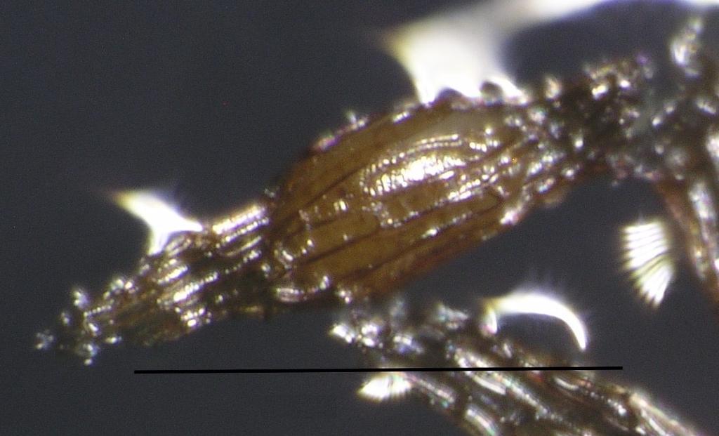 zv. 8x 1.,,předklíčící fáze vývoje embrya měřítko představuje 0,5 mm Obr. 11.